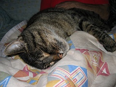 Micky dort sur maman 09